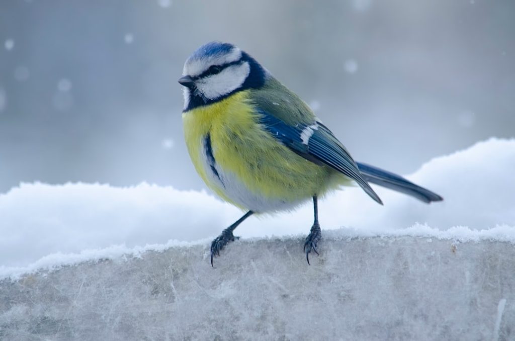 Photo Legendary bird